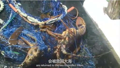 伊势海老 腾讯视频