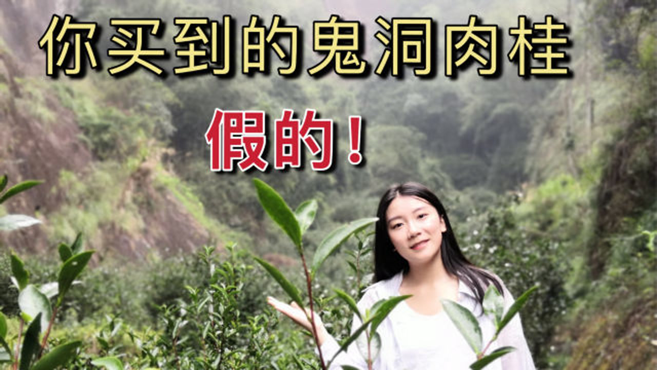 美女掌櫃親眼目睹,被炒到上萬的武夷巖茶鬼洞肉桂,根本沒有幾斤