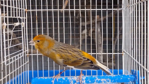 鸟叫声特辑:金翅鸟鸣唱,鸣音连贯清脆,值得品味