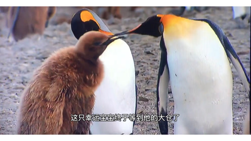 王企鹅幼崽 腾讯视频