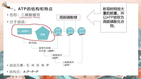 高中生物学必修一(第5章 细胞的能量供应和利用)2 细胞的能量“货币”ATP