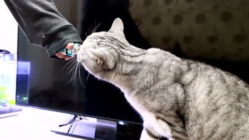 教猫猫如何握手 腾讯视频