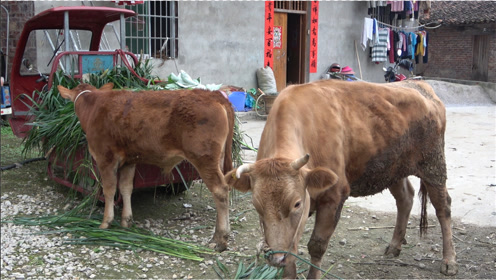 美女下村买牛,这对牛要价3万块,大家觉得可以要吗