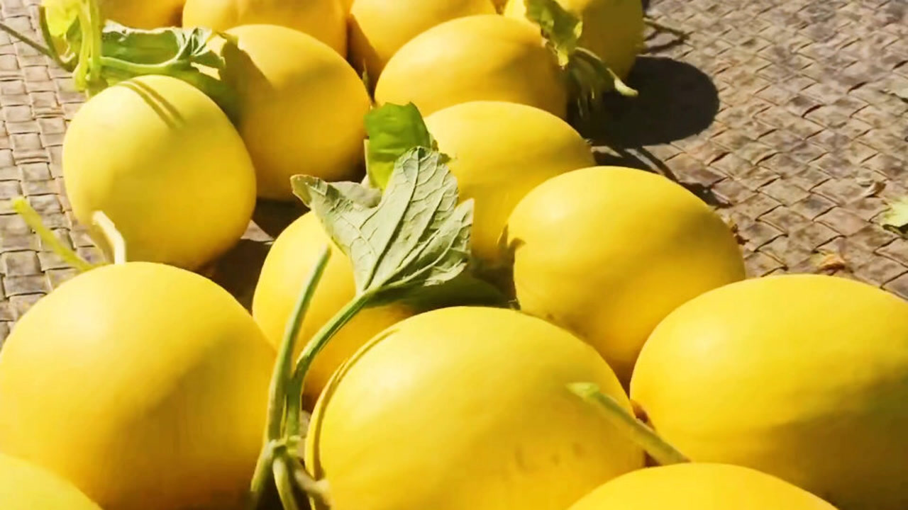 甘肃民勤黄河蜜瓜,沙漠甜瓜成熟了