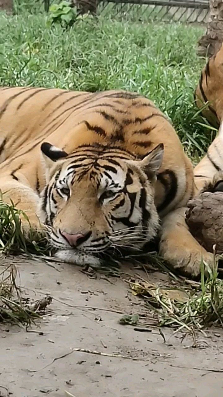 大呆呆和胖琪一起,好兄弟一辈子,么么哒!