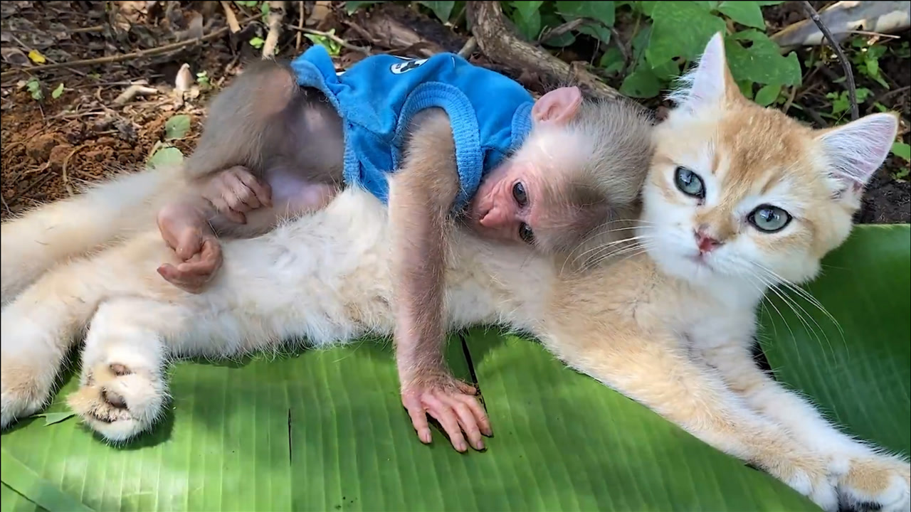 猴子抱着猫,猴子爬树,猴子(第3页)_大山谷图库