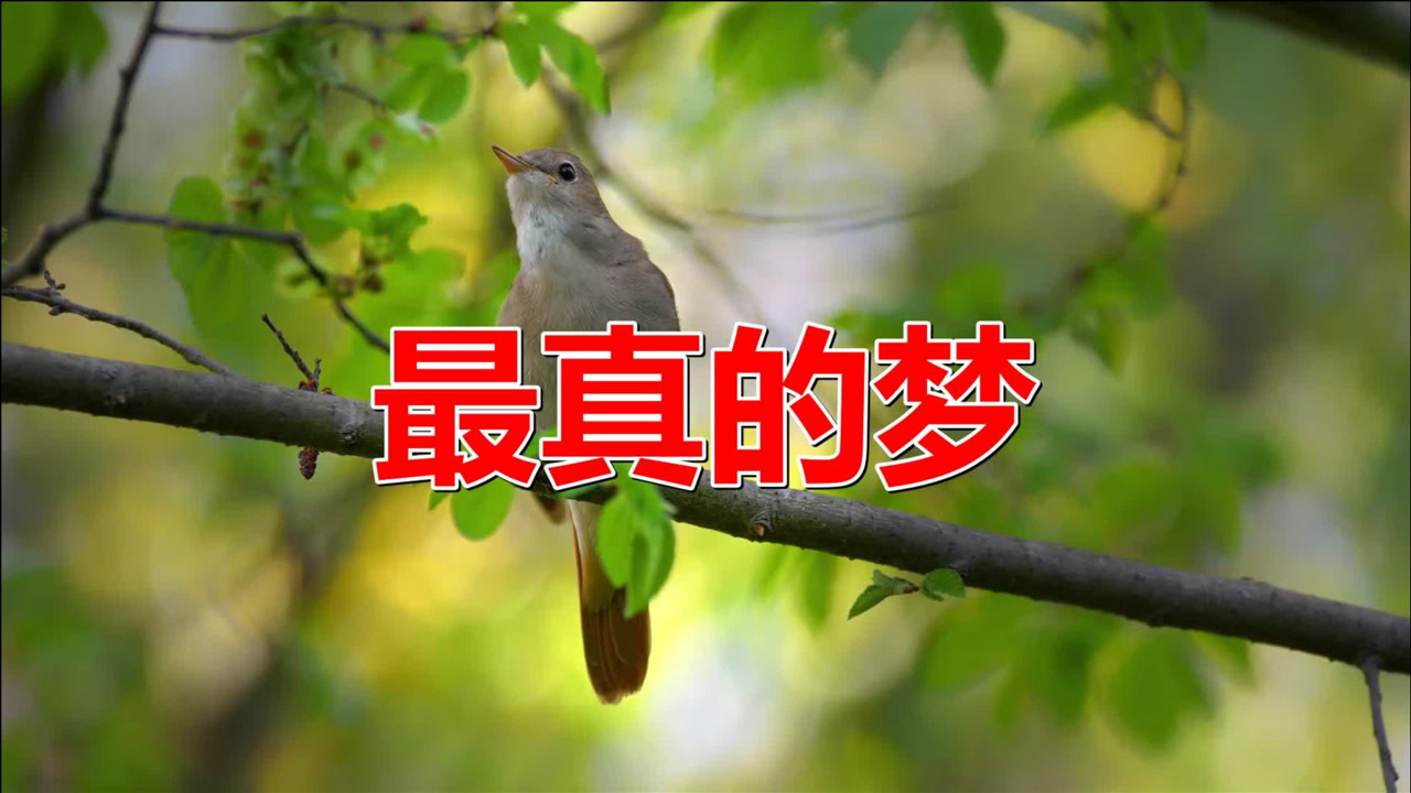 经典老歌《最真的梦》歌曲旋律动听优美,歌词有诗情画意