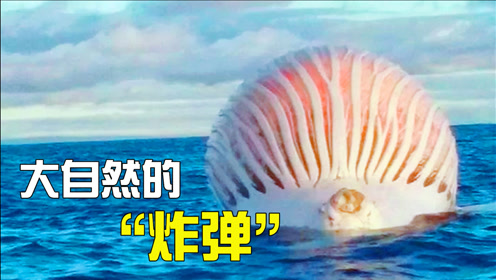 鲸爆!自然界中的一颗定时"炸弹",目前为止最有味道的一条视频