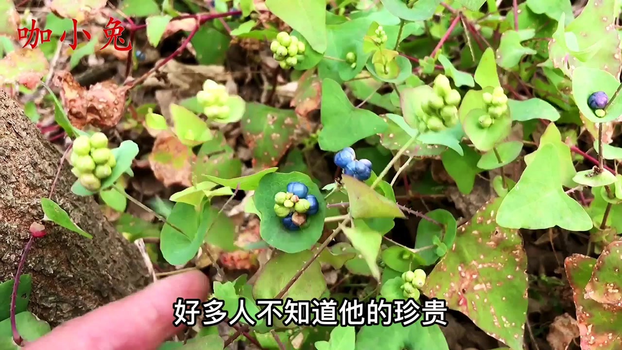 杠板归(蓼科蓼属植物)_搜狗百科