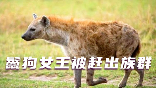 鬣狗女王欺负下属,下属忍无可忍,直接围攻把它咬成重伤,纪录片