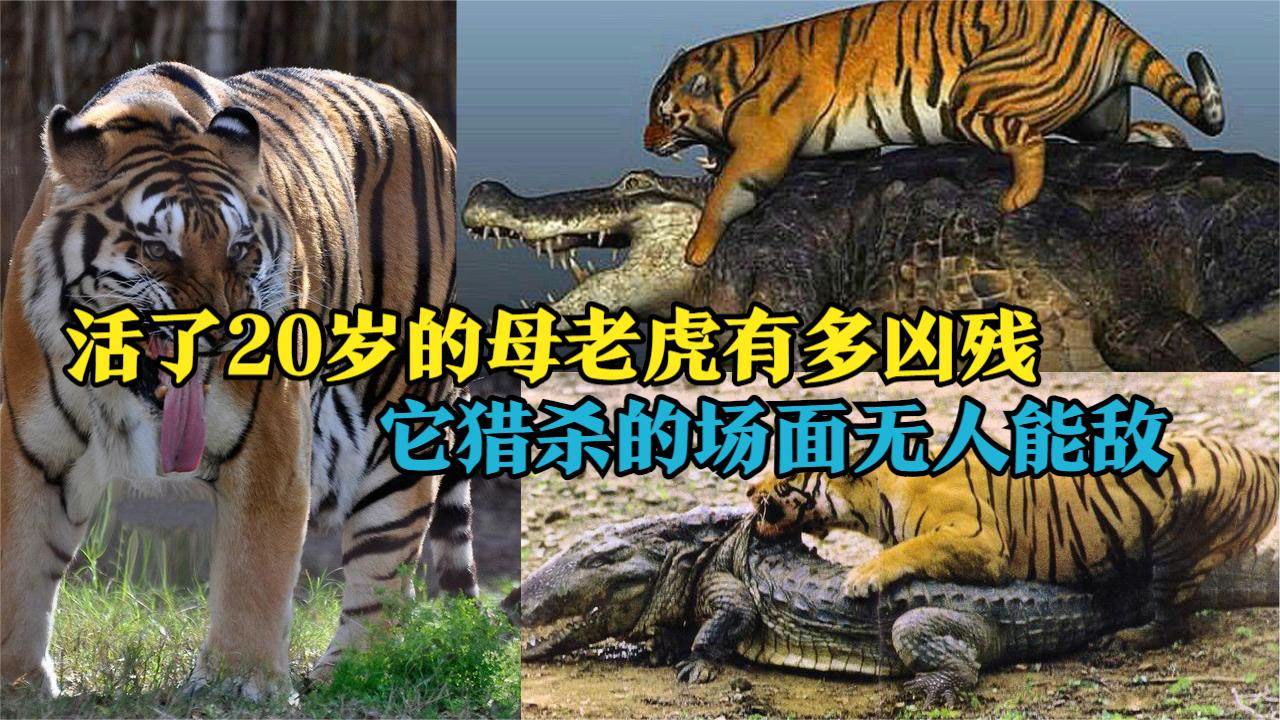 活了20岁的母老虎有多凶残?它猎杀鳄鱼的场面,无人能敌