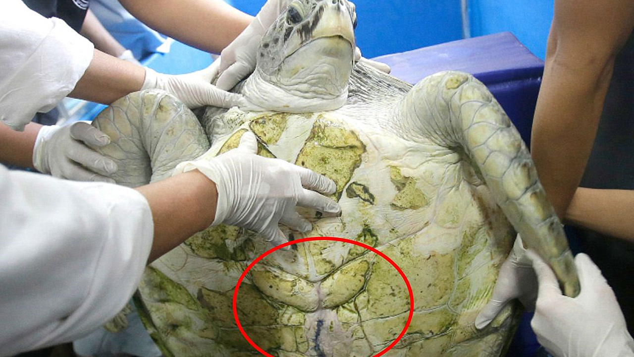 养了35年的海龟突然死亡,寺院请求医生诊断,剖开肚子后让人惋惜