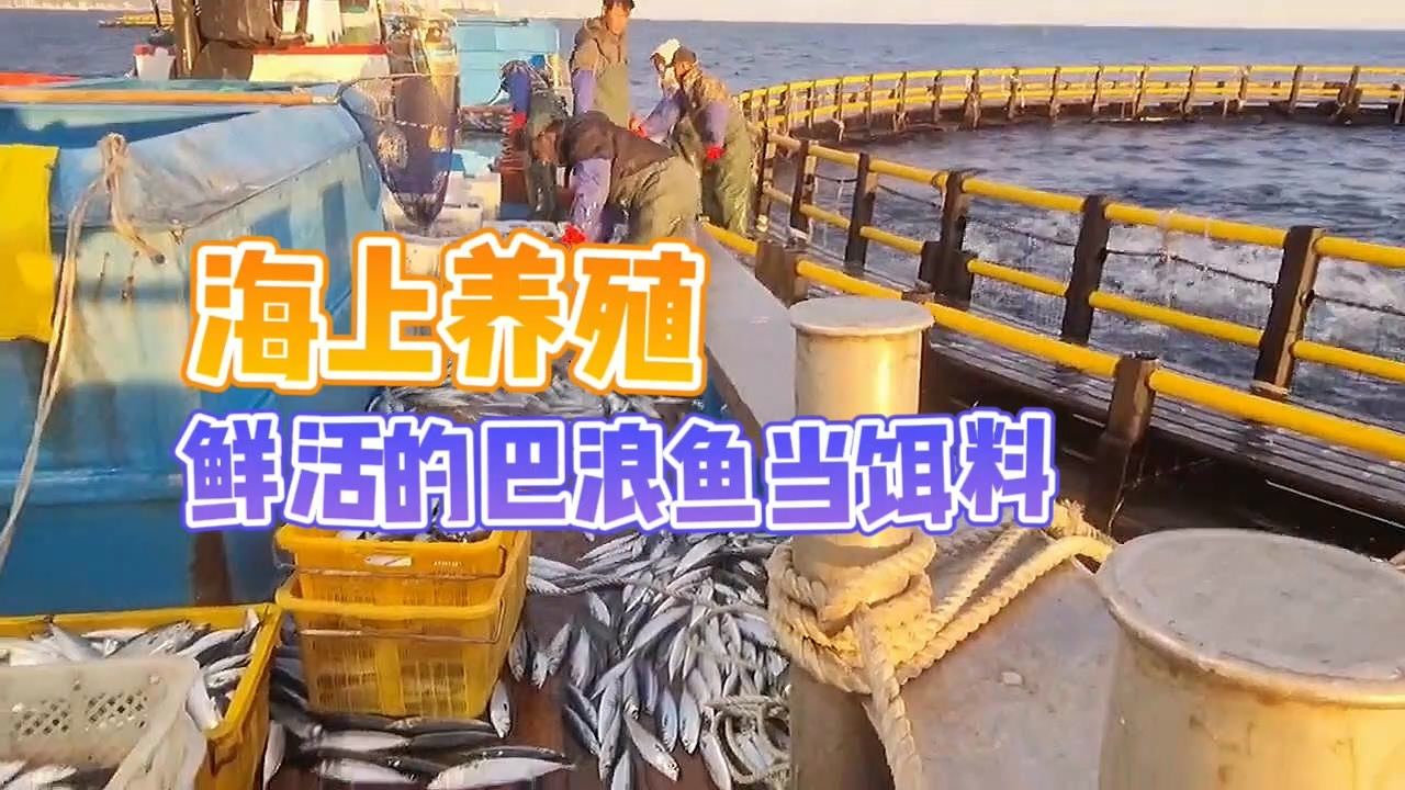 海上养殖，鲜活的巴浪鱼当饵料！