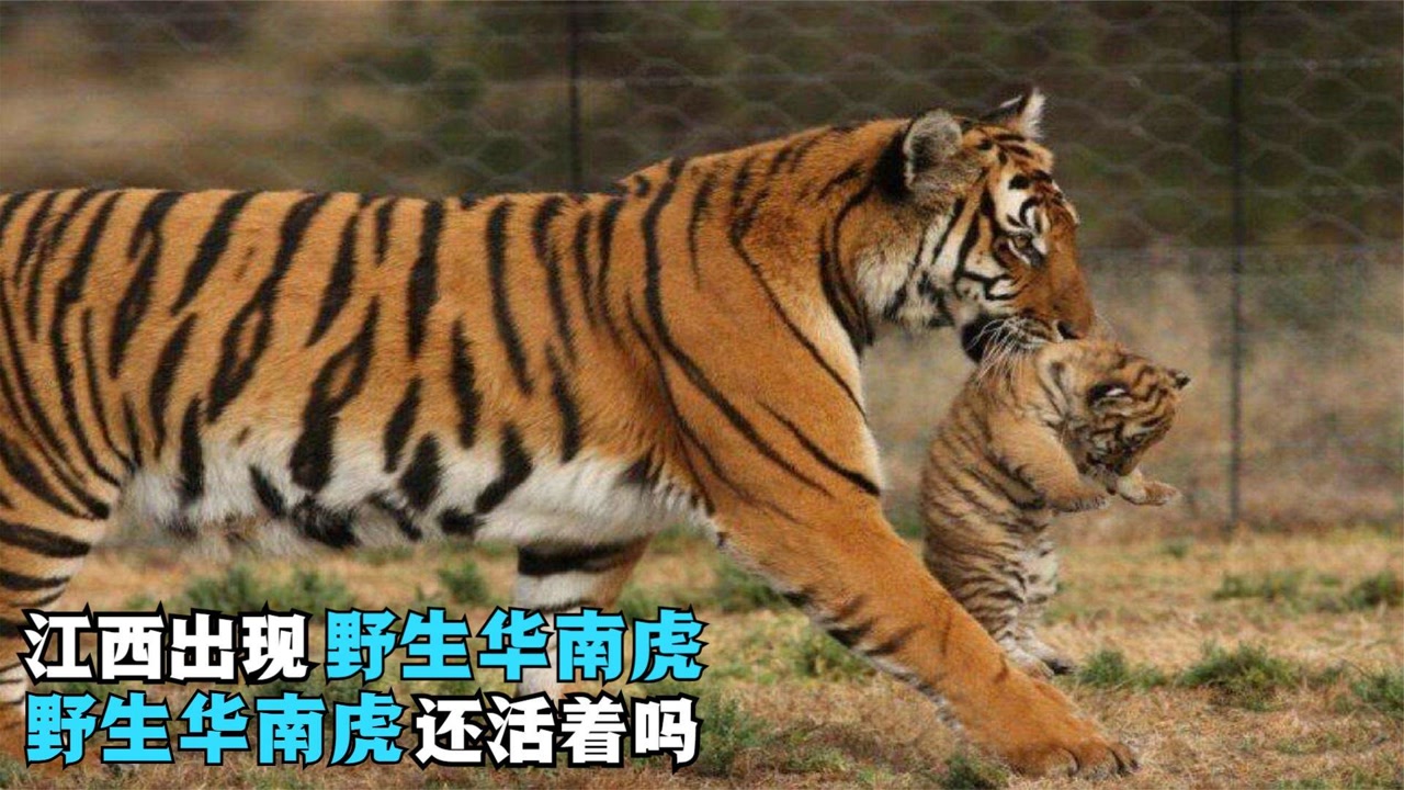 华南虎 猫科豹属动物 搜狗百科
