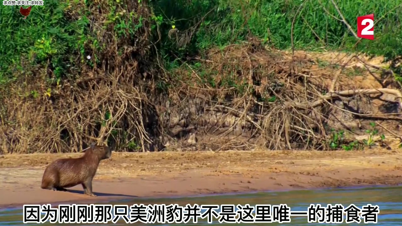 雌性美洲豹捕食河狸失敗,雄性轉身獵殺凱門鱷,水中霸主慘被終結