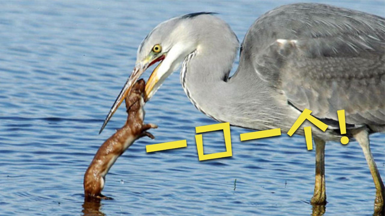 谁说黄鼠狼只怕大鹅,此类动物才是它的天敌,一口一个没压力!