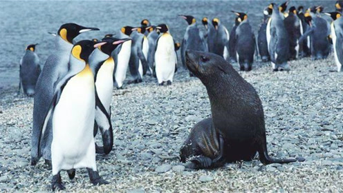 海狮捕食企鹅企鹅呆在原地等待被吃网友这只企鹅智商欠费了