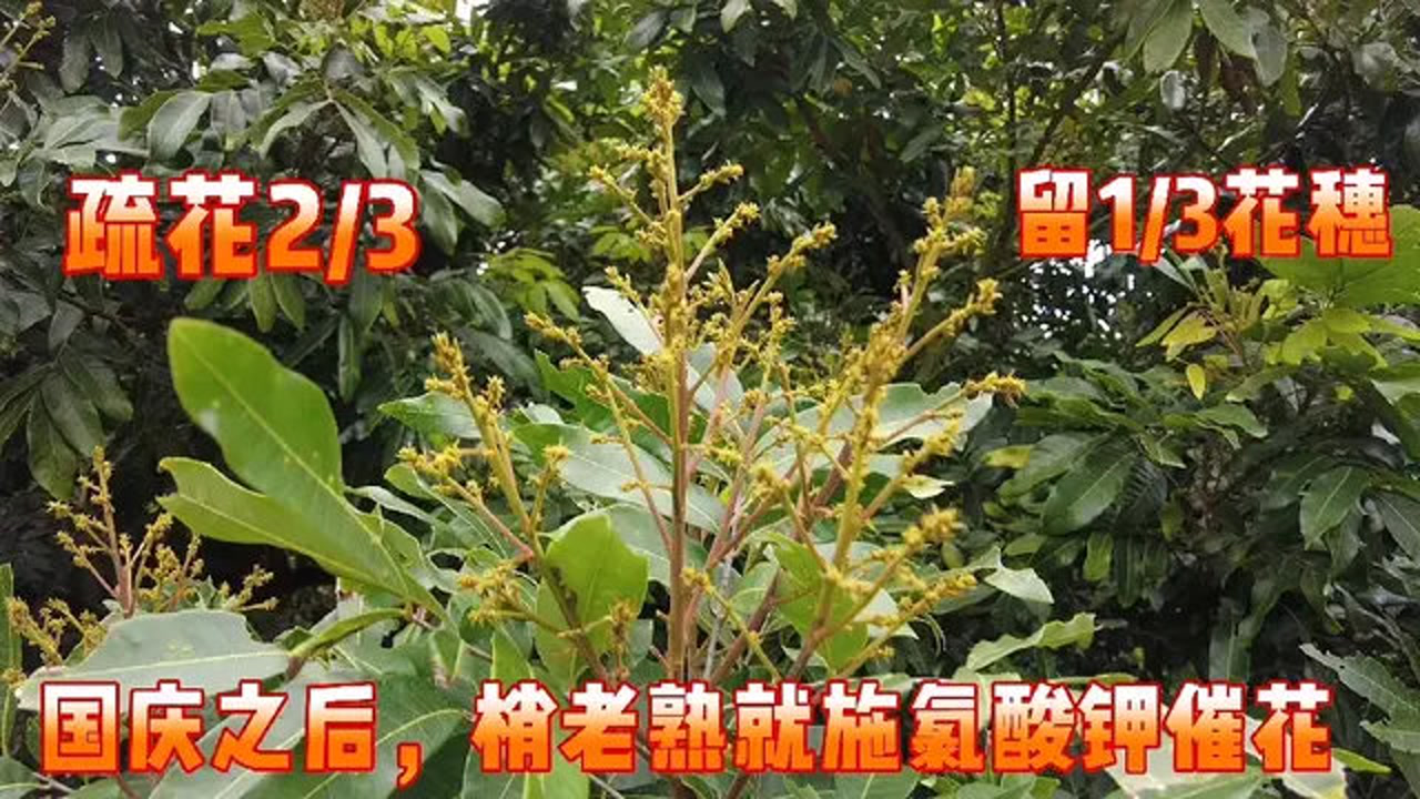 龙眼储良施氯酸钾催花,花穗长度达20时,需修剪疏花之二