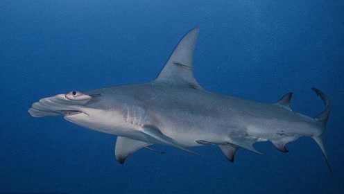 一条隐藏在沙子里的魟被锤头鲨定位 想跑已经太晚了