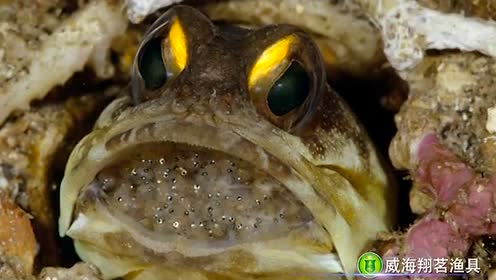 《鱼类百科全书》大颚鱼34期