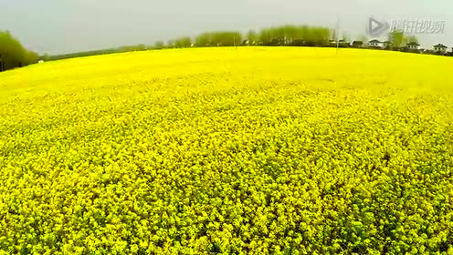 龙袍油菜花