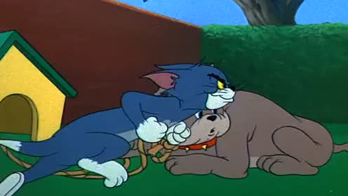 猫和老鼠 汤姆欺负杰瑞就算了 还挑逗斯派克 这是作死的节奏呀