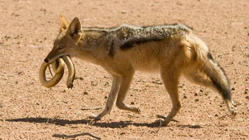 母羚羊准备生产却遭胡狼掏肛,手段堪比二哥鬣狗,好残酷的画面!