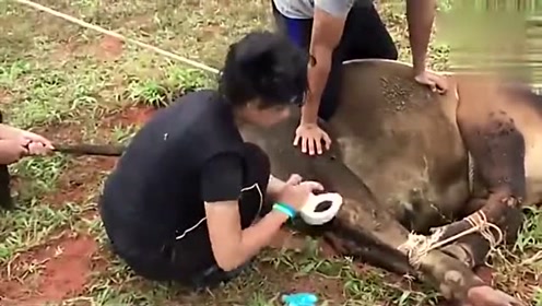 实拍女医生阉割公牛全过程,看完后浑身凉飕飕