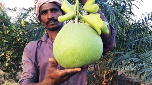 印度又绿又大的水果!话说,这是什么水果?感觉很好吃