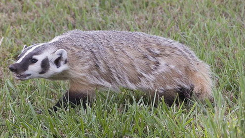 美洲獾看似温顺,凶猛起来连黑熊和美洲狮都不敢找惹,实在是牛