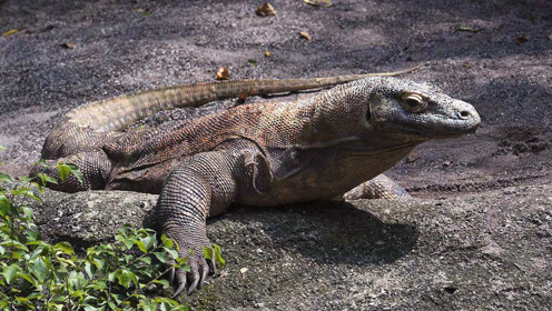 沼泽巨蜥是世界上第二大蜥蜴,在海滩上觅食小螃蟹