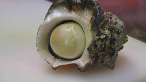 夜光贝 一种珍贵的海鲜名螺 有钱都不一定吃得到的珍馐 腾讯视频