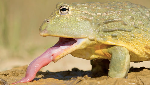 人类眨1次眼,青蛙能吐5次舌头!它的舌头为什么这么快狠准?