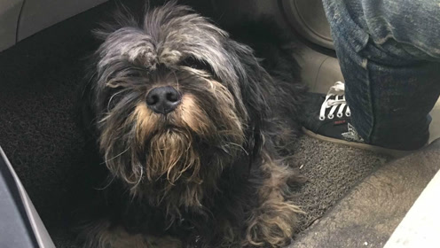 漂亮的长毛藏梗犬难得一见