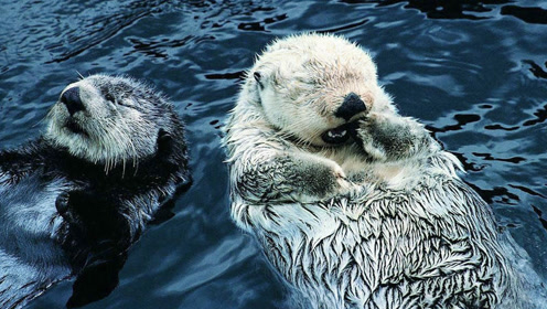 小海獭和妈妈在海中戏水,憨态可掬