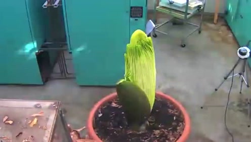 花太神奇了 腾讯视频