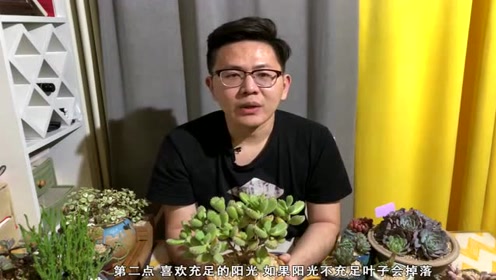 熊童子锦 腾讯视频