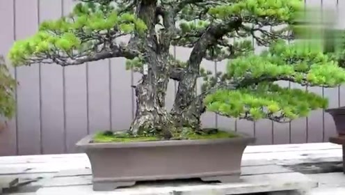 木村正彦 腾讯视频