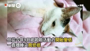 老猫临终前泛泪，与主人道别