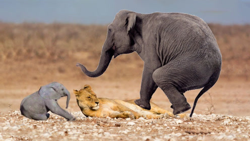 一群狮子围捕大象宝宝,大象妈妈发飙狂怼狮子,没想到是这结局!