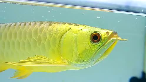 龙鱼 马来西亚金龙鱼 呈千祥 金头过背 高背 过背 宝石观赏