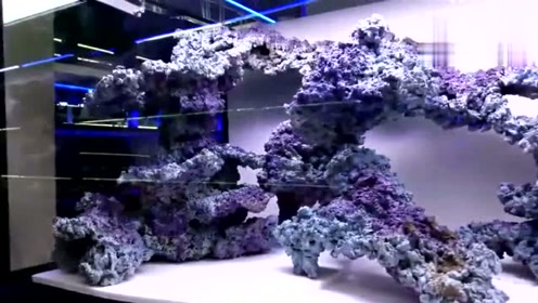 海水缸造景 腾讯视频