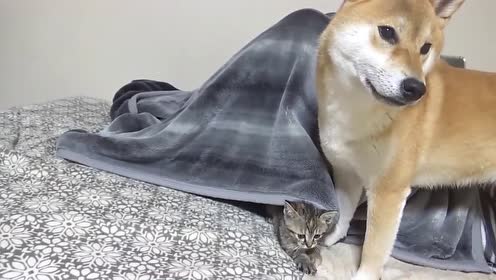 太滑稽了,猫咪躲在被窝里偷袭狗狗,狗狗小损样,不和你计较