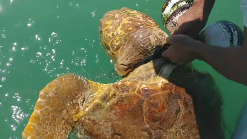 海龟脖子被海洋垃圾缠住了,男子耐心解救它