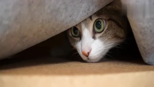 可爱猫咪这样一声不吭,躲起来我真是找不到啊