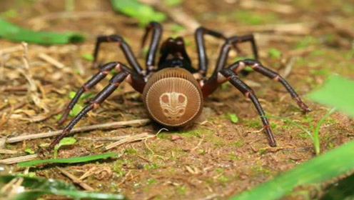 尾部似铜钱的珍贵生物,金钱活门蛛