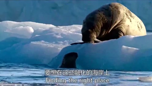 海象交配 腾讯视频