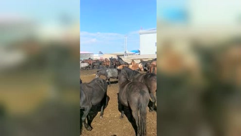马场园梓 腾讯视频