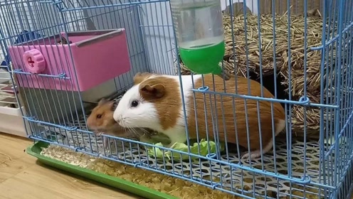 一胆小豚鼠遭仓鼠入室霸窝,不料其发呆几秒后,意想不到的事发生了