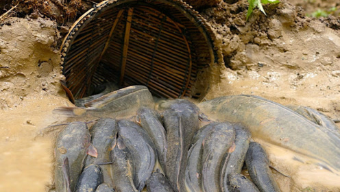 三农达人用地龙抓鱼,让野鱼乖乖的自投罗网,改天试一下